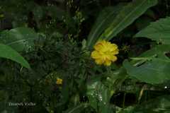 Cosmos sulphureus